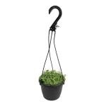 String of Turtles Live Plant Hanging Basket, Pet Friendly Live Indoor Plants, Peperomia prostrata Succulent, Real Houseplant, Non-Toxic Houseplants for Home or Office