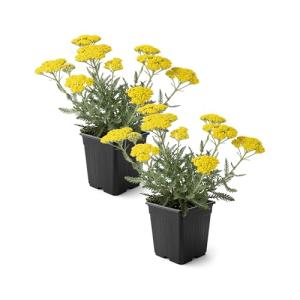 Live Achillea Yarrow 2-Pack – Moonshine Yellow – Drought Tolerant Perennial, Pollinator Friendly, 10” Tall, 1 Qt Pot