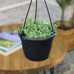 String of Turtles Live Plant Hanging Basket, Pet Friendly Live Indoor Plants, Peperomia prostrata Succulent, Real Houseplant, Non-Toxic Houseplants for Home or Office