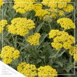 Live Achillea Yarrow 2-Pack – Moonshine Yellow – Drought Tolerant Perennial, Pollinator Friendly, 10” Tall, 1 Qt Pot