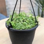 String of Turtles Live Plant Hanging Basket, Pet Friendly Live Indoor Plants, Peperomia prostrata Succulent, Real Houseplant, Non-Toxic Houseplants for Home or Office