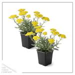 Live Achillea Yarrow 2-Pack – Moonshine Yellow – Drought Tolerant Perennial, Pollinator Friendly, 10” Tall, 1 Qt Pot