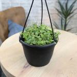 String of Turtles Live Plant Hanging Basket, Pet Friendly Live Indoor Plants, Peperomia prostrata Succulent, Real Houseplant, Non-Toxic Houseplants for Home or Office