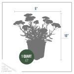 Live Achillea Yarrow 2-Pack – Moonshine Yellow – Drought Tolerant Perennial, Pollinator Friendly, 10” Tall, 1 Qt Pot