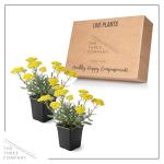 Live Achillea Yarrow 2-Pack – Moonshine Yellow – Drought Tolerant Perennial, Pollinator Friendly, 10” Tall, 1 Qt Pot
