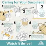 String of Turtles Live Plant Hanging Basket, Pet Friendly Live Indoor Plants, Peperomia prostrata Succulent, Real Houseplant, Non-Toxic Houseplants for Home or Office