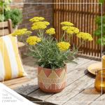 Live Achillea Yarrow 2-Pack – Moonshine Yellow – Drought Tolerant Perennial, Pollinator Friendly, 10” Tall, 1 Qt Pot