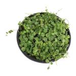 String of Turtles Live Plant Hanging Basket, Pet Friendly Live Indoor Plants, Peperomia prostrata Succulent, Real Houseplant, Non-Toxic Houseplants for Home or Office