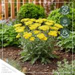 Live Achillea Yarrow 2-Pack – Moonshine Yellow – Drought Tolerant Perennial, Pollinator Friendly, 10” Tall, 1 Qt Pot