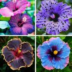 Hibiscus Flower Seeds for Planting, 155+ Mixed Giant Hibiscus Seeds, Perennial Flower, Non-GMO Heirloom Seed for Home Garden, Potted Decoration