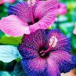 Hibiscus Flower Seeds for Planting, 155+ Mixed Giant Hibiscus Seeds, Perennial Flower, Non-GMO Heirloom Seed for Home Garden, Potted Decoration