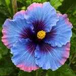 Hibiscus Flower Seeds for Planting, 155+ Mixed Giant Hibiscus Seeds, Perennial Flower, Non-GMO Heirloom Seed for Home Garden, Potted Decoration