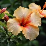 Hibiscus Flower Seeds for Planting, 155+ Mixed Giant Hibiscus Seeds, Perennial Flower, Non-GMO Heirloom Seed for Home Garden, Potted Decoration