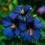 Hibiscus Flower Seeds for Planting, 155+ Mixed Giant Hibiscus Seeds, Perennial Flower, Non-GMO Heirloom Seed for Home Garden, Potted Decoration