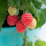 Bushel & Berry 2 Gal. Raspberry Shortcake Raspberry Shrub