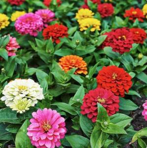 Mixed Zinnia Seeds for Planting Outdoors - 300 Fresh Seeds - Cut-and-Come-Again Zinnia Flowers - Grown in The USA