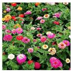 Mixed Zinnia Seeds for Planting Outdoors - 300 Fresh Seeds - Cut-and-Come-Again Zinnia Flowers - Grown in The USA