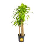 Costa Farms Dracaena Mass Cane Extra Large Live Indoor Plant, 4 to 5-Feet Tall, Potted in Grower's Pot