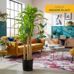 Costa Farms Dracaena Mass Cane Extra Large Live Indoor Plant, 4 to 5-Feet Tall, Potted in Grower's Pot