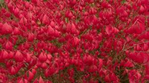 Rudy HAAG Burning Bush - Red Fall Color - Live Plant Shipped 2 to 3 Feet Tall by DAS Farms