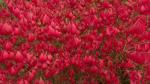 Rudy HAAG Burning Bush - Red Fall Color - Live Plant Shipped 2 to 3 Feet Tall by DAS Farms