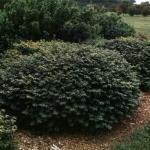 Rudy HAAG Burning Bush - Red Fall Color - Live Plant Shipped 2 to 3 Feet Tall by DAS Farms