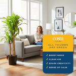 Costa Farms Dracaena Mass Cane Extra Large Live Indoor Plant, 4 to 5-Feet Tall, Potted in Grower's Pot