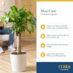 Costa Farms Dracaena Mass Cane Extra Large Live Indoor Plant, 4 to 5-Feet Tall, Potted in Grower's Pot