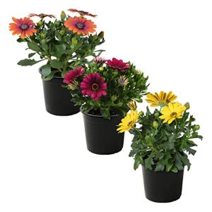 Live Flowering Osteospermum Plant - Grower's Choice Assorted Colors (3 Plants Per Pack) - Beautiful African Daisies - Early Spring Color - 12" Tall by 5" Wide in 1 Qt Pot