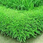 Ten Korean Boxwood Shrubs - 10 Live Evergreen Plants Shipped 1 Foot Tall by DAS Farms