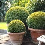 Ten Korean Boxwood Shrubs - 10 Live Evergreen Plants Shipped 1 Foot Tall by DAS Farms