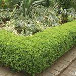 Ten Korean Boxwood Shrubs - 10 Live Evergreen Plants Shipped 1 Foot Tall by DAS Farms