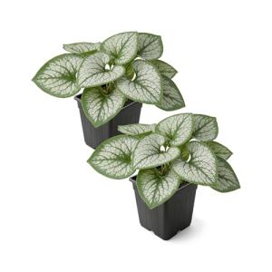 Live Brunnera 2-Pack – Sea Heart – Shade Perennial with Silver Foliage, Blue Spring Flowers, 10” Tall, 1 Qt Pot