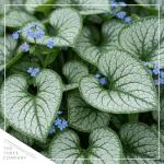 Live Brunnera 2-Pack – Sea Heart – Shade Perennial with Silver Foliage, Blue Spring Flowers, 10” Tall, 1 Qt Pot