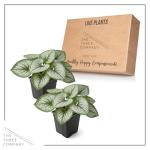 Live Brunnera 2-Pack – Sea Heart – Shade Perennial with Silver Foliage, Blue Spring Flowers, 10” Tall, 1 Qt Pot