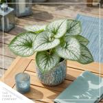 Live Brunnera 2-Pack – Sea Heart – Shade Perennial with Silver Foliage, Blue Spring Flowers, 10” Tall, 1 Qt Pot