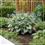 Live Brunnera 2-Pack – Sea Heart – Shade Perennial with Silver Foliage, Blue Spring Flowers, 10” Tall, 1 Qt Pot
