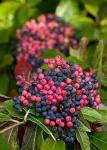 Brandywine™ Viburnum Shrub - Beautiful Berries/Hardy - Proven Winners - 4" Pot