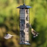 Perky-Pet 336-1SR Squirrel-Be-Gone Squirrel Proof Bird Feeder, 2LB, Outdoor Wild Bird Feeder with Weight-Activated Perches