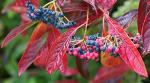 Brandywine™ Viburnum Shrub - Beautiful Berries/Hardy - Proven Winners - 4" Pot