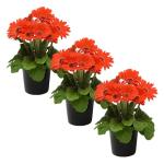 Live Flowering Gerbera Daisies - Orange (3 Plants Per Pack) - Beautiful Spring Flowers - 12" Tall by 5" Wide in 1 Qt Pot