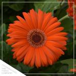 Live Flowering Gerbera Daisies - Orange (3 Plants Per Pack) - Beautiful Spring Flowers - 12" Tall by 5" Wide in 1 Qt Pot