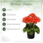 Live Flowering Gerbera Daisies - Orange (3 Plants Per Pack) - Beautiful Spring Flowers - 12" Tall by 5" Wide in 1 Qt Pot