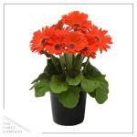 Live Flowering Gerbera Daisies - Orange (3 Plants Per Pack) - Beautiful Spring Flowers - 12" Tall by 5" Wide in 1 Qt Pot