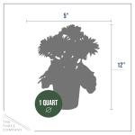 Live Flowering Gerbera Daisies - Orange (3 Plants Per Pack) - Beautiful Spring Flowers - 12" Tall by 5" Wide in 1 Qt Pot