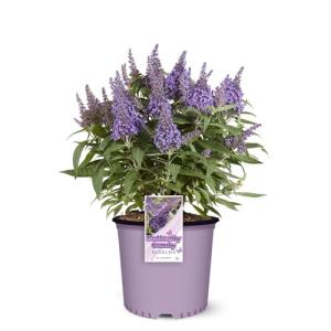 Perfect Plants Butterfly Candy Li'l Lavender Butterfly Bush in 1 Gallon Grower's Pot | Live Flowering Shrub for Outdoor & Containers | Compact | Attracts Pollinators to Your Landscape | Zones 5-10