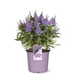 Perfect Plants Butterfly Candy Li'l Lavender Butterfly Bush in 1 Gallon Grower's Pot | Live Flowering Shrub for Outdoor & Containers | Compact | Attracts Pollinators to Your Landscape | Zones 5-10