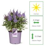 Perfect Plants Butterfly Candy Li'l Lavender Butterfly Bush in 1 Gallon Grower's Pot | Live Flowering Shrub for Outdoor & Containers | Compact | Attracts Pollinators to Your Landscape | Zones 5-10