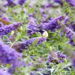 Perfect Plants Butterfly Candy Li'l Lavender Butterfly Bush in 1 Gallon Grower's Pot | Live Flowering Shrub for Outdoor & Containers | Compact | Attracts Pollinators to Your Landscape | Zones 5-10