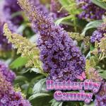 Perfect Plants Butterfly Candy Li'l Lavender Butterfly Bush in 1 Gallon Grower's Pot | Live Flowering Shrub for Outdoor & Containers | Compact | Attracts Pollinators to Your Landscape | Zones 5-10